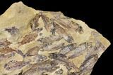 Fossil Fish (Gosiutichthys) Mortality Plate - Lake Gosiute #130064-3